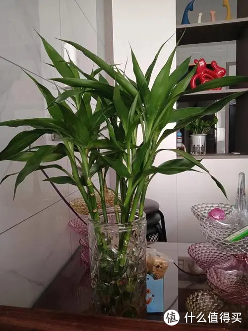 家里适合养的小竹子，你养过几个？