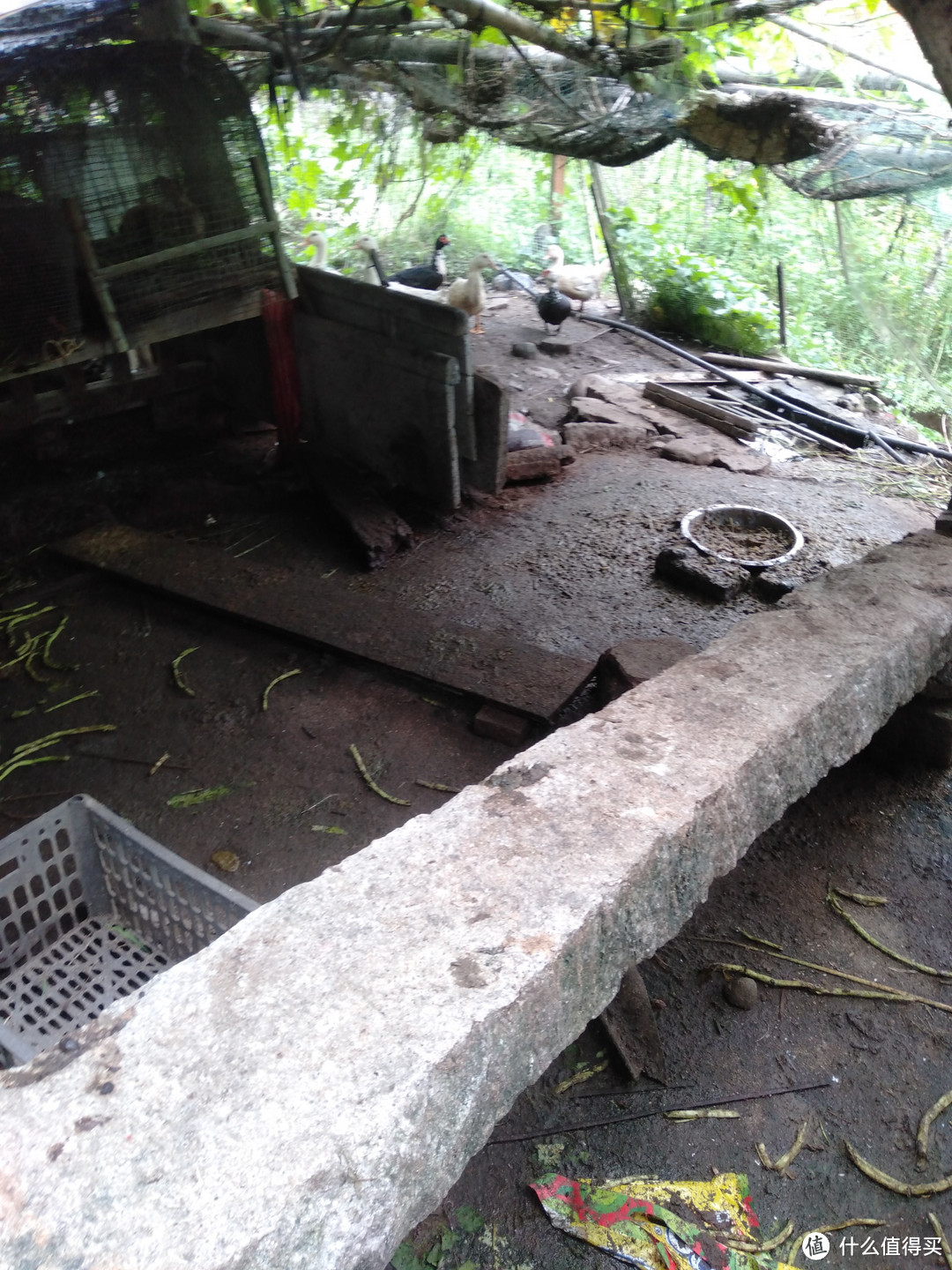 养鸡养鸭的心得。